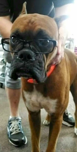 Pet Store «Pet Food Discounters», reviews and photos, 607 Woodbrook Dr, Charlottesville, VA 22901, USA