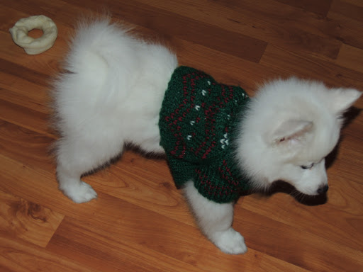 Pet Supply Store «Petco Animal Supplies», reviews and photos, 205 Palm Bay Rd NE #155, West Melbourne, FL 32904, USA