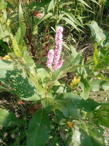 Nature Preserve «Marais Temps Clair Conservation Area», reviews and photos, 5134 Island Road, St Charles, MO 63301, USA