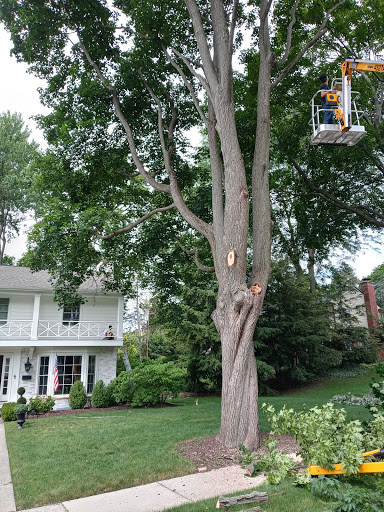 Tree Service «Polgar Tree Service & Removal LLC», reviews and photos