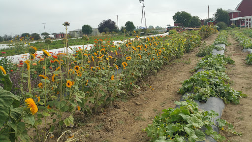 Produce Market «Berry Patch Farms», reviews and photos, 13785 Potomac St, Brighton, CO 80601, USA