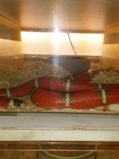 Pet Store «Exotic Pets», reviews and photos, 2410 N Decatur Blvd #160, Las Vegas, NV 89108, USA