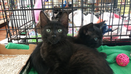 Pet Supply Store «Pet Supermarket», reviews and photos, 5000 Clyde Morris Blvd, Port Orange, FL 32127, USA