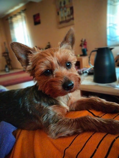 Babtes Hundesalon unter Fluorn-Winzeln, 