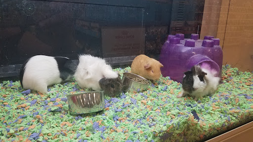 Pet Supply Store «PetSmart», reviews and photos, 5 Main St, East Hartford, CT 06118, USA