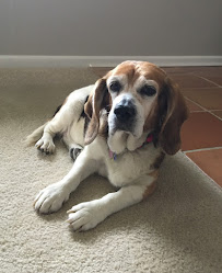Angel's Love Pet Sitting - Photo 4 - Car repair in , Jacksonville