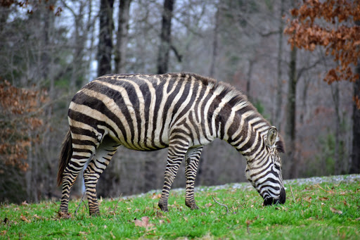 Zoo «Chestatee Wildlife Preserve & Zoo», reviews and photos, 469 Old Dahlonega Hwy, Dahlonega, GA 30533, USA