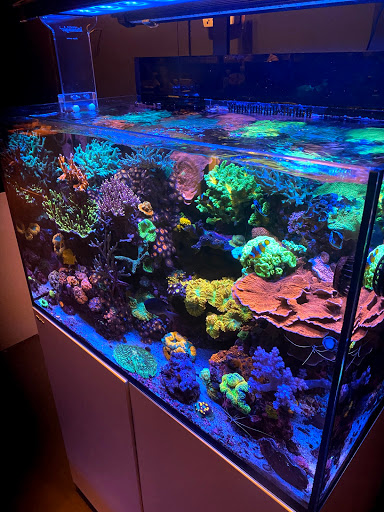 Manhattan Aquariums image 4