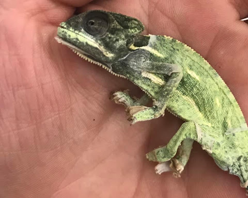 Pet Supply Store «Petco Animal Supplies», reviews and photos, 308 E Meighan Blvd, Gadsden, AL 35903, USA