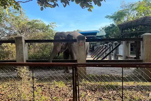 Phnom Tamao Zoological Park and Wildlife Rescue Center (PTWRC) image