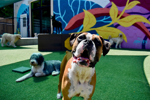 Dog boarding kennels in Atlanta