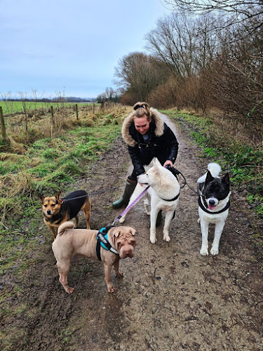 Reviews of ChloesK9services in York - Dog trainer