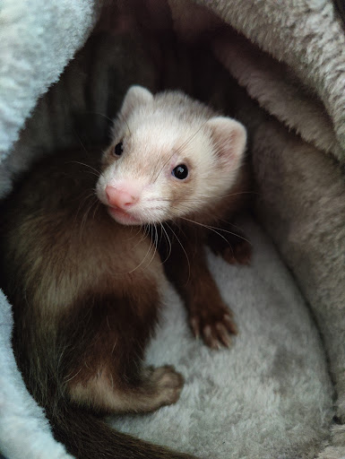 Pet Supply Store «Choice Pet - Danbury», reviews and photos, 67 Newtown Rd, Danbury, CT 06810, USA