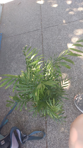 Florist «Barron Park Florist», reviews and photos, 3876 El Camino Real, Palo Alto, CA 94306, USA