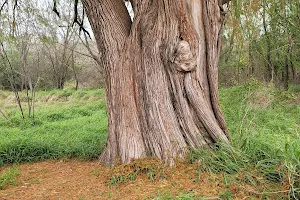 Montezuma Bald Cypress Tree image