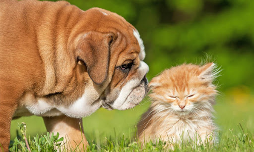 Animal Medical Clinic image