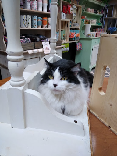 Feline Community Network & Cat-Themed Gift Shop