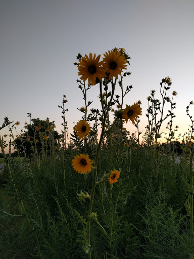 Golf Course «Coyote Run Golf Course», reviews and photos, 800 Kedzie Ave, Flossmoor, IL 60422, USA