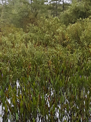 Nature Preserve «Karen T. Marcus Sandhill Crane Access Park», reviews and photos, 8175 PGA Boulevard, Palm Beach Gardens, FL 33418, USA