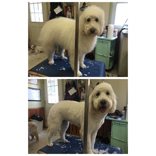 Best Friends Doggie Day Spa Locations from All Over the World