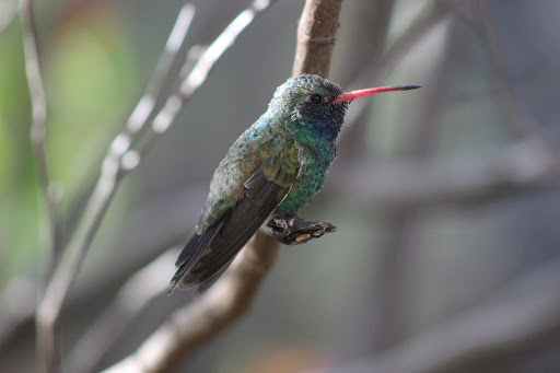 Hummingbird Aviary
