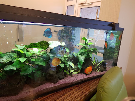 Breier Dental Clinic- Implantology Centre - Breier Dental Clinic- Implantology Centre