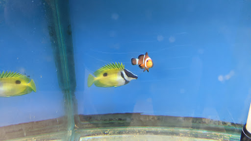 Pet Store «Exotic Fish», reviews and photos, 406 Northside Dr # F, Valdosta, GA 31602, USA