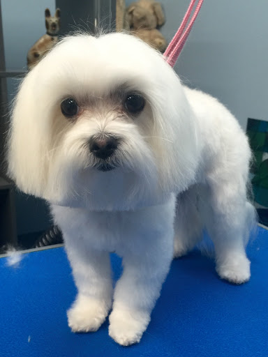 Pet Store «Doggy Dog World Inc», reviews and photos, 2552 Coney Island Ave, Brooklyn, NY 11223, USA