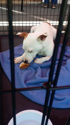 Pet Supply Store «Cheshire Cat & Dog Too», reviews and photos, 1320 Waterbury Rd, Cheshire, CT 06410, USA