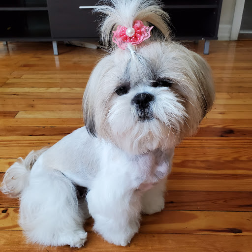 Pet Store «Doggy Dog World Inc», reviews and photos, 2552 Coney Island Ave, Brooklyn, NY 11223, USA