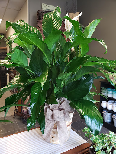 Florist «Village Florist», reviews and photos, 49 Main St, Toms River, NJ 08753, USA