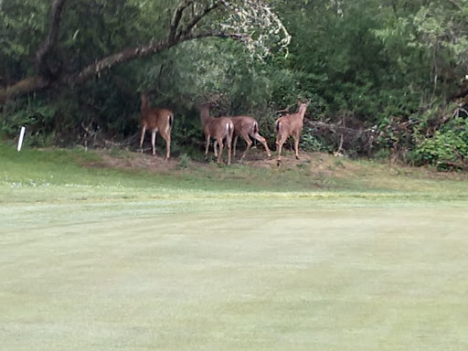 Golf Course «Boulder Creek Golf and Country Club», reviews and photos, Hilton Dr, Boulder Creek, CA 95006, USA