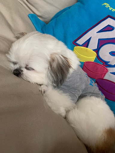 Pet Supply Store «PetSmart», reviews and photos, 19075 Interstate 45 S, Shenandoah, TX 77385, USA