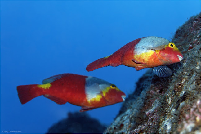 Comentários e avaliações sobre o Manta Diving Madeira