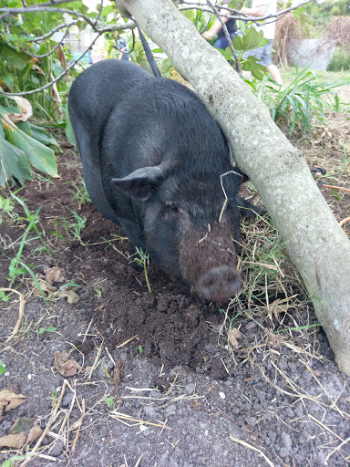 Winery «Sons & Daughters Farm and Winery», reviews and photos, 5926 Fearnley Rd, Lake Worth, FL 33467, USA