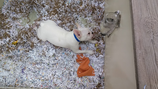 Pet Store «The Pet Shop», reviews and photos, 1988 MacArthur Rd, Whitehall, PA 18052, USA