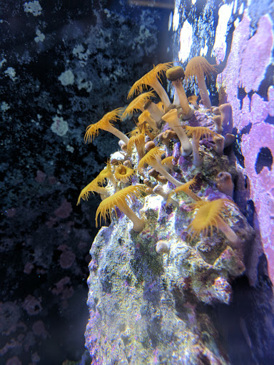 Pet Supply Store «Professional Fish Keepers Aquarium Store», reviews and photos, 7573 W Sample Rd, Coral Springs, FL 33065, USA