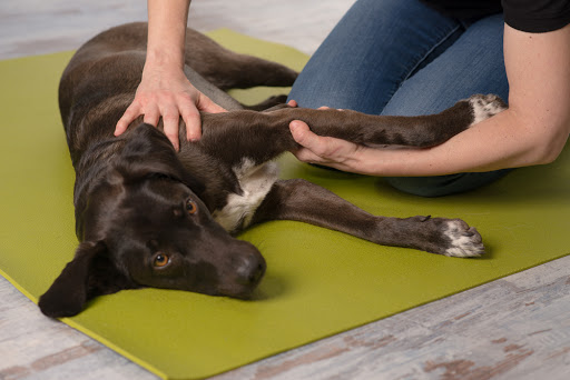 IN BEWEGUNG - Physiotherapie für Hunde