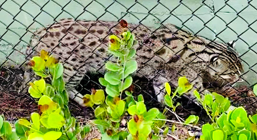 Tourist Attraction «Panther Ridge Conservation Center», reviews and photos, 14755 Palm Beach Point Blvd, Wellington, FL 33414, USA