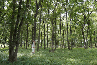 さいたま緑のトラスト保全第１４号地「藤久保の平地林」