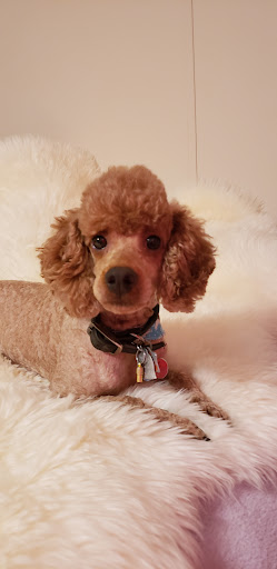 Pet Supply Store «Petco Animal Supplies», reviews and photos, 1080 Hometown Commons, Mountain Home, AR 72653, USA