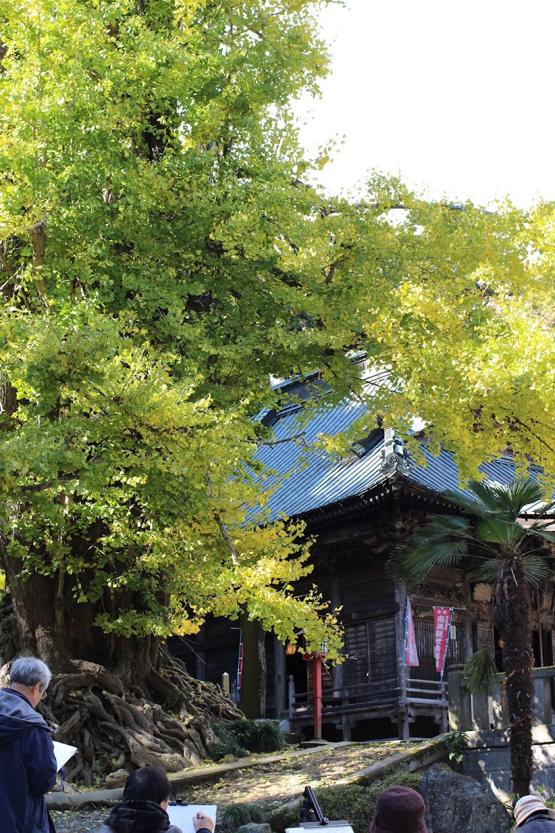 正法寺の大銀杏