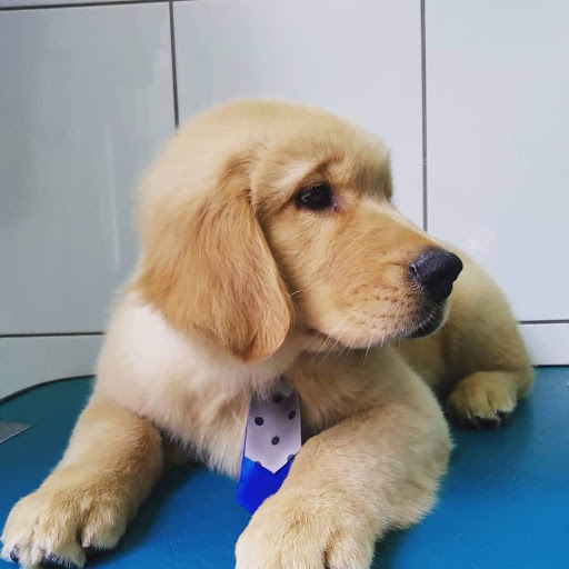 Vet & Cia Clínica Veterinária em Cotia - SP