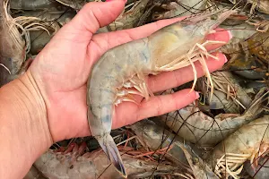 SeaHarvest Fresh Shrimp image