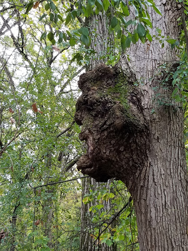 Nature Preserve «Rubio Woods», reviews and photos, W. Midlothian Turnpike, Midlothian, IL 60445, USA