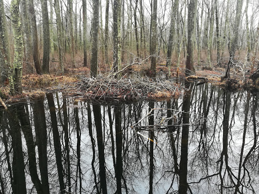Nature Preserve «Black Run Preserve», reviews and photos, Kettle Run Rd, Evesham Township, NJ 08053, USA