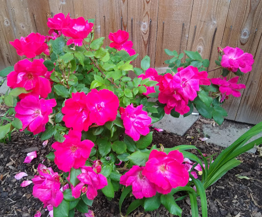 Park «Melilah Park», reviews and photos, SW 182nd Ave, Aloha, OR 97006, USA