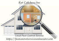 Rat Catchers Inc - Photo 5 - Car repair in , Oakland