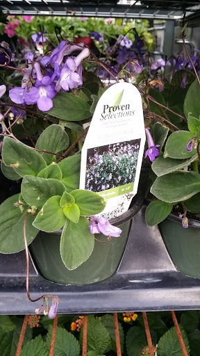 Florist «Hillside Nursery», reviews and photos, 570 E Baltimore Ave, Clifton Heights, PA 19018, USA