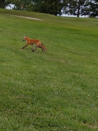 Golf Course «American Legion Golf Course», reviews and photos, 2604 S Lafountain St, Kokomo, IN 46902, USA